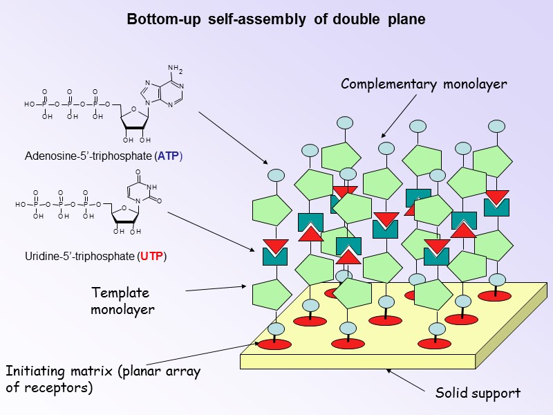Initiating matrix (planar array of receptors) Solid support Template monolayer Complementary monolayer Bottom-up self-assembly